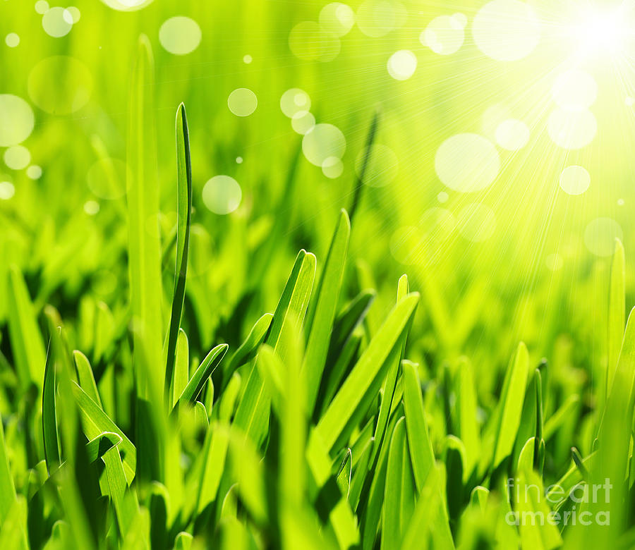 Fresh green grass abstract background Photograph by Anna Om