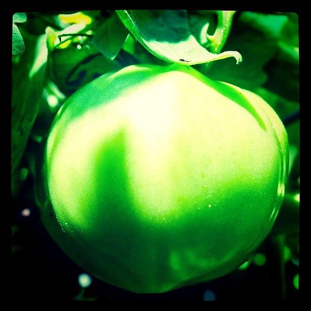 Tomato Photograph - Fresh Green Tomato by Justin Connor