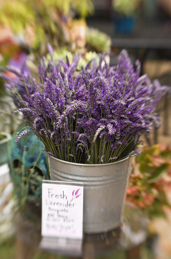 Fresh Lavender For Sale Photograph by Greg Vaughn Fine Art America