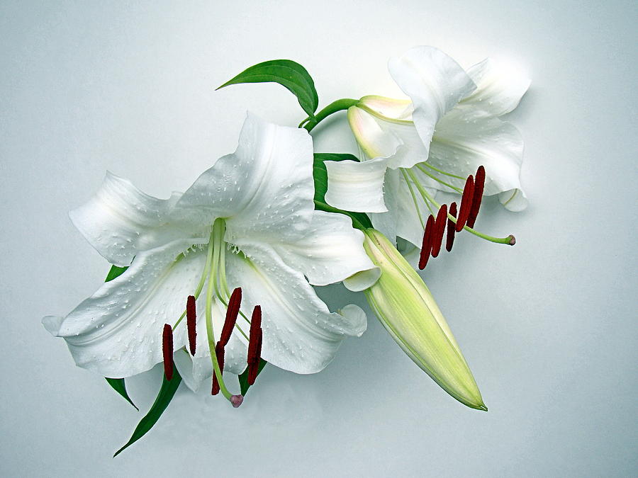 Lily Photograph - Fresh Lilies by Nick Kloepping