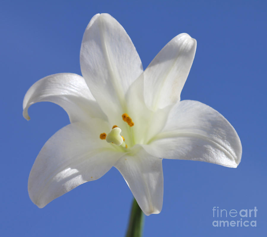 Fresh Lily Photograph by Donna L Munro