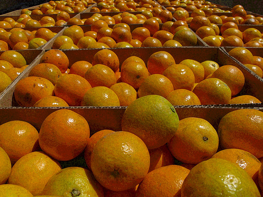 Fresh Oranges Photograph by Helaine Cummins