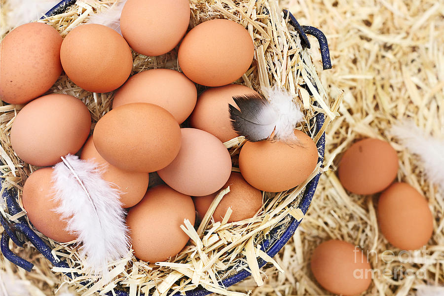 Fresh Organic Farm Eggs Photograph by Stephanie Frey