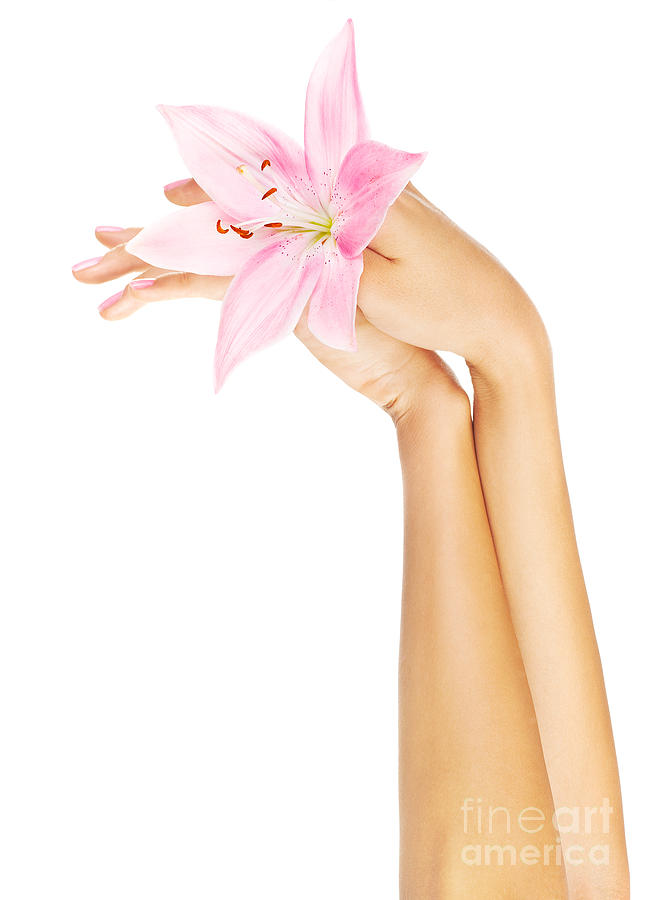 Fresh pink lily  in female hands Photograph by Anna Om