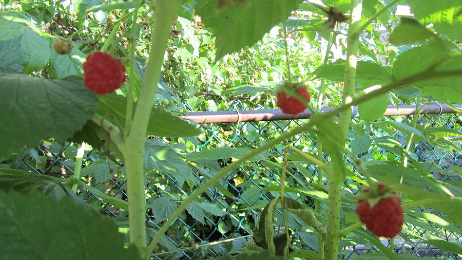 Fresh Raspberry Photograph by Choi Ling Blakey | Fine Art America