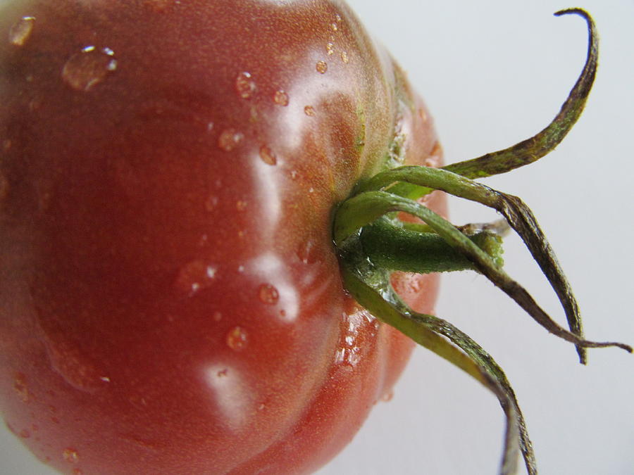 Fresh Red Tomato Photograph