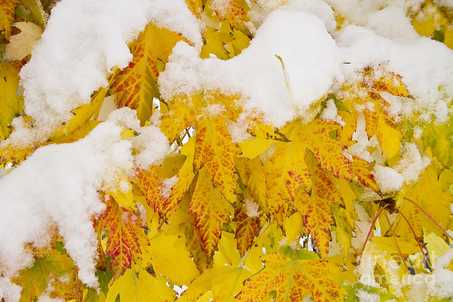 Nature Photograph - Fresh Snow on Colorful Autumn Leaves by James BO Insogna