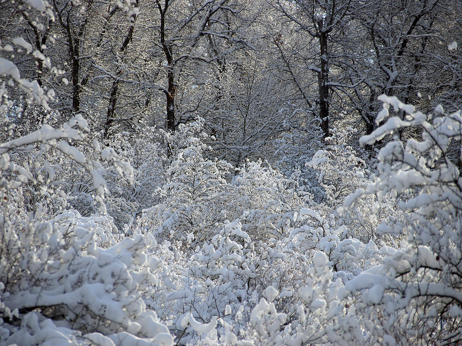 Fresh Snows In The Cottonwoods Photograph by DeeLon Merritt