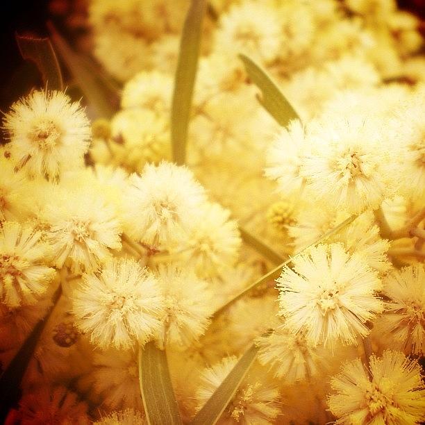 Fresh Photograph - #fresh #wattle #blooms #photoadayaug by Nicole Spillane