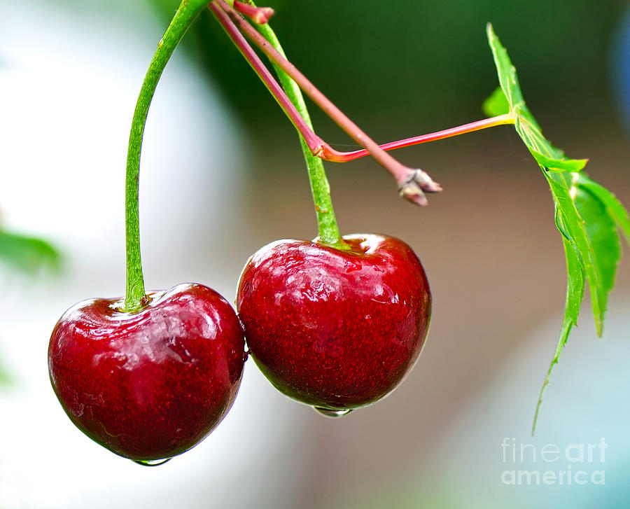 Fresh Wet Cherries Photograph by Kaye Menner