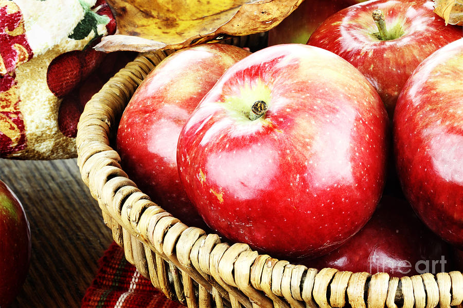 Freshly Picked Apples  Photograph by Stephanie Frey