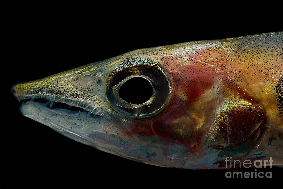 Freshwater Barracuda Photograph by Dant Fenolio