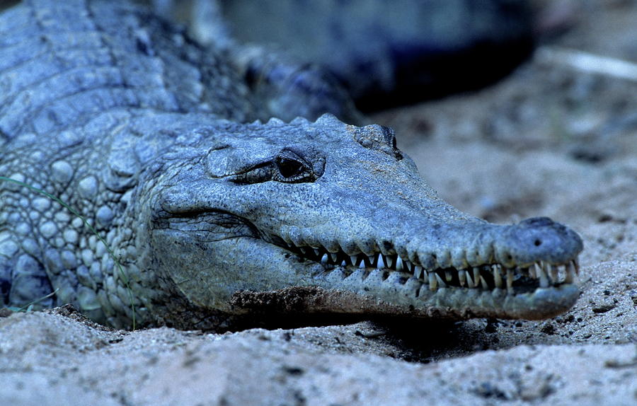 Freshwater Crocodile Photograph by Bruce J Robinson