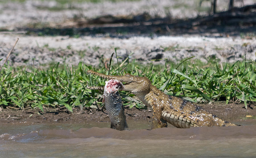 Freshwater Crocodile With Huge Fish Photograph by Tilman Winkler - Fine ...