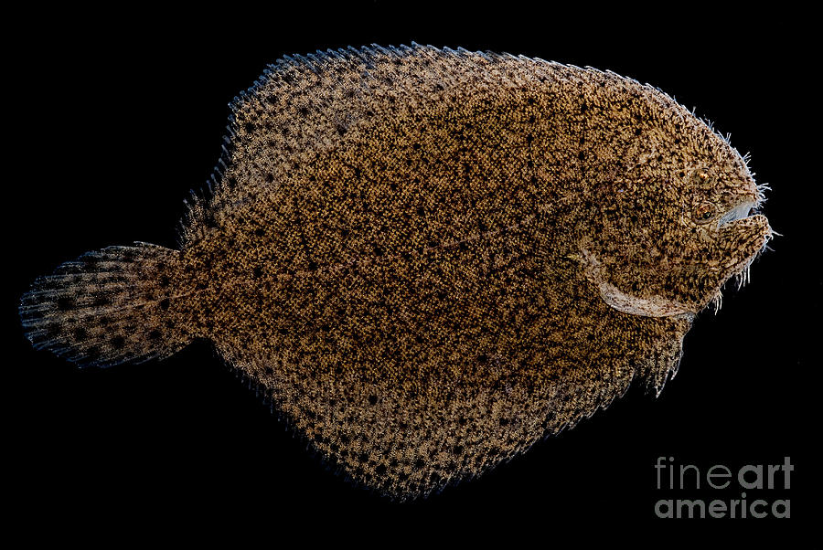 Freshwater Flounder Photograph by Dant Fenolio