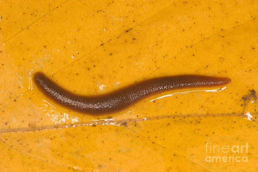 freshwater leech identification