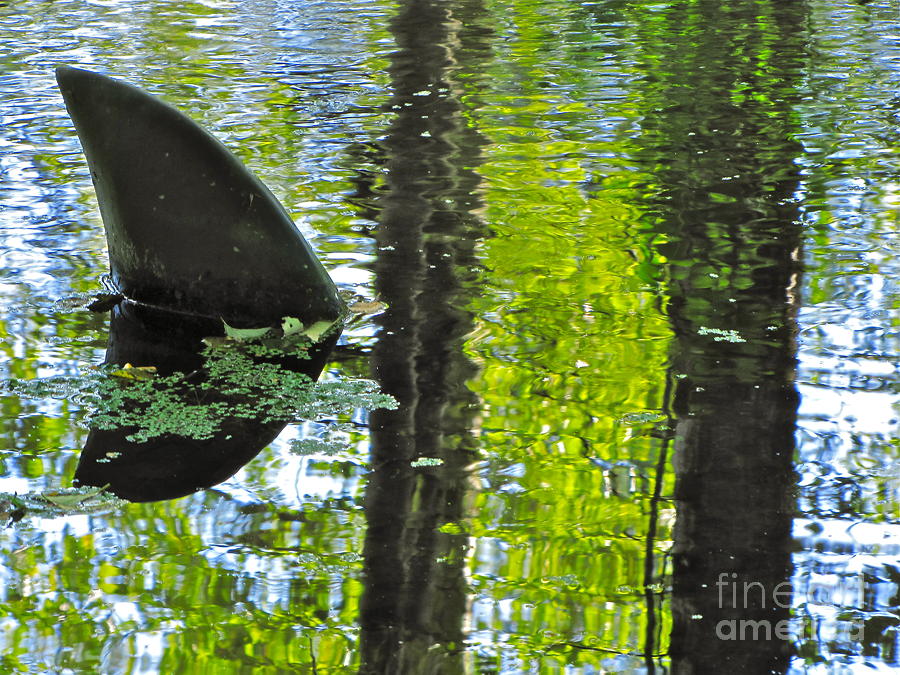 Freshwater shark Photograph by Sean Griffin