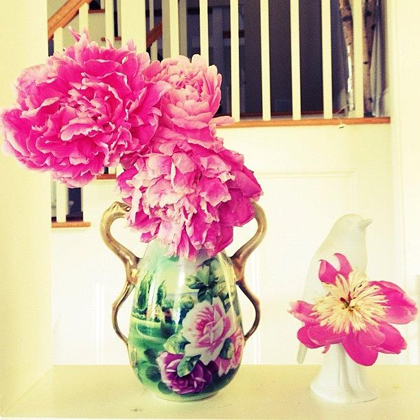 Friedas Vase 2 Photograph by Allyson Dufour