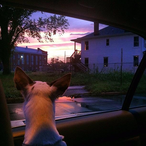 Nature Photograph - #friend #dog #nature #sunset #sky by Monti The Lone Wanderer