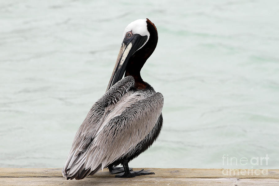 Pelican Photograph - Friendly Brown Pelican by Teresa Zieba
