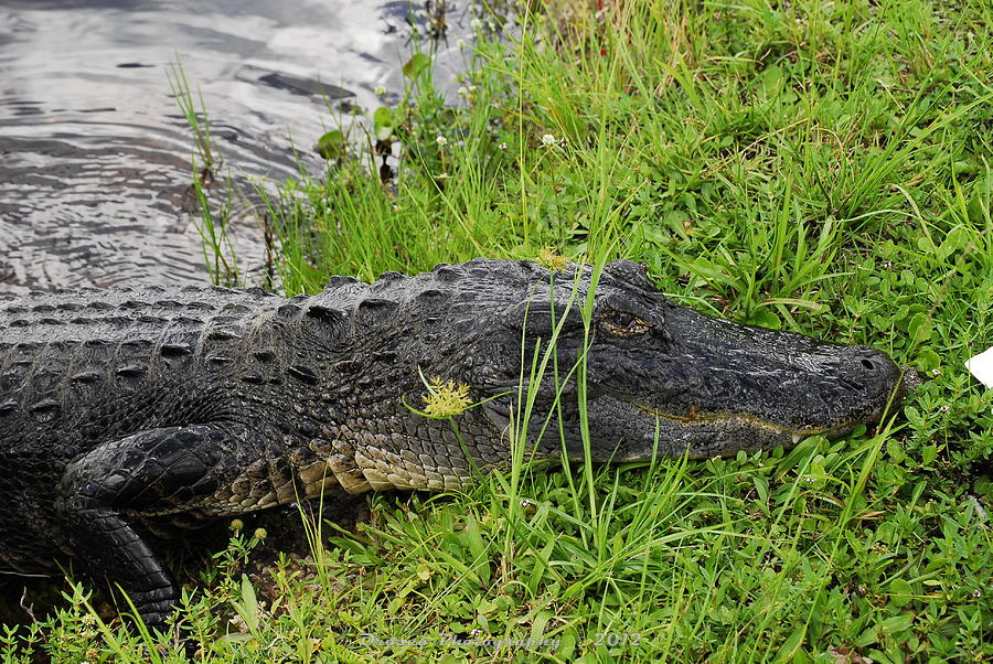 Alligator Photograph - Friendly Face  by G Adam Orosco 