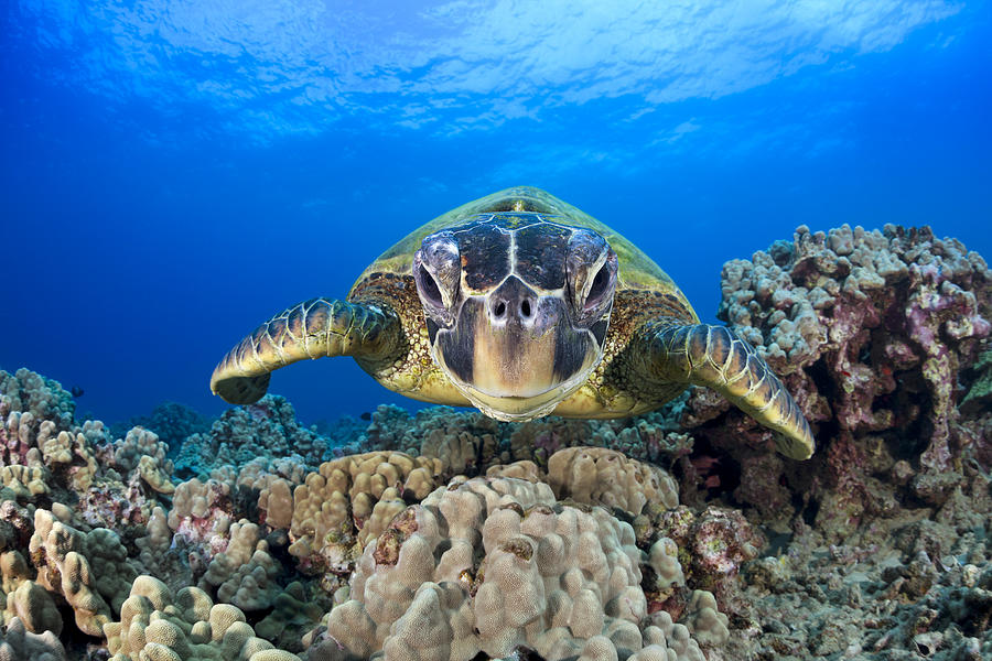 Friendly Green Sea Turtle Photograph by Dave Fleetham