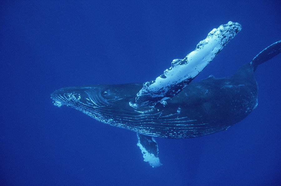 Friendly Humpback Whale Off Maui Photograph by Flip Nicklin