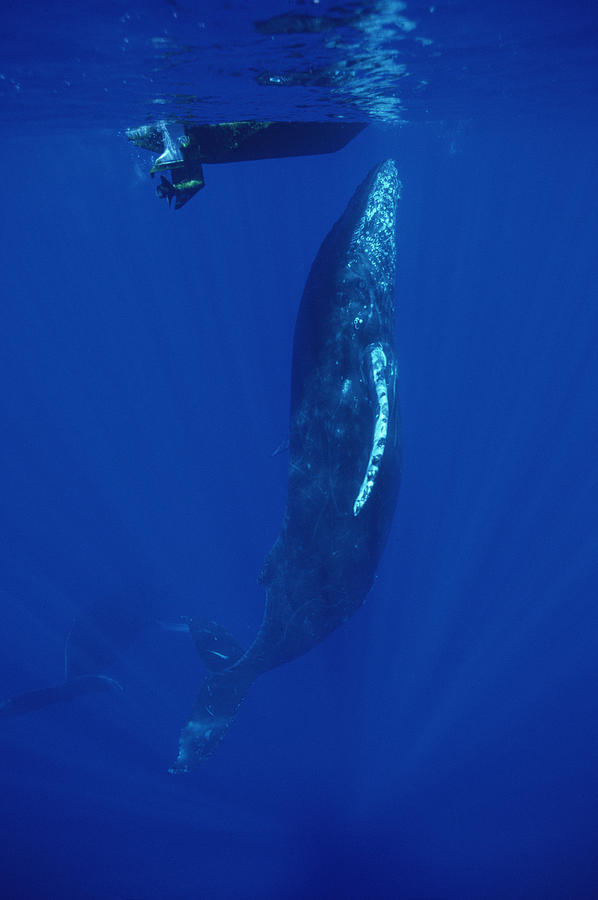 Friendly Humpback Whale Singer Photograph by Flip Nicklin