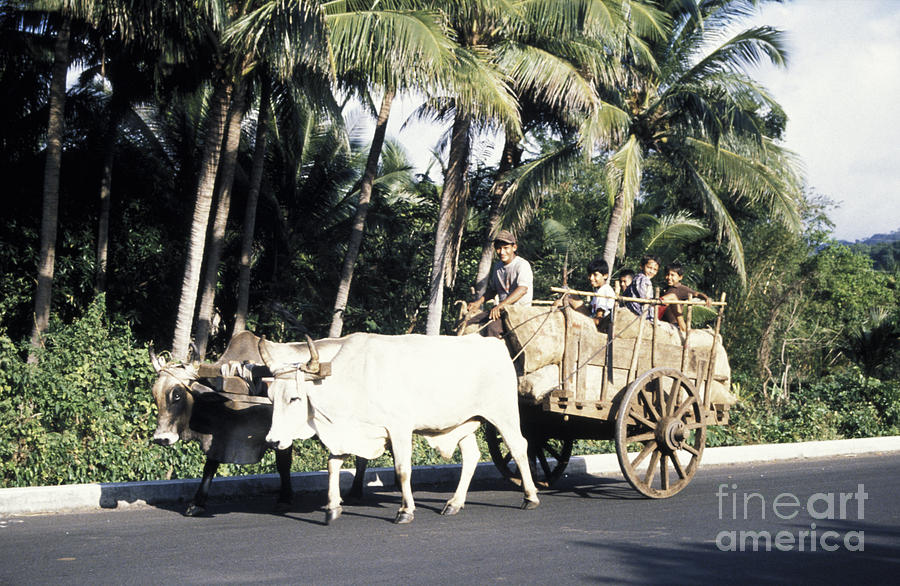 FRIENDLY OXCART RIDERS El Salvador Photograph by John  Mitchell