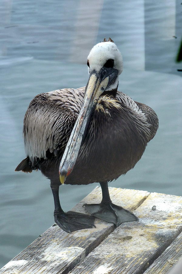 Friendly Pelican Photograph by Carla Parris