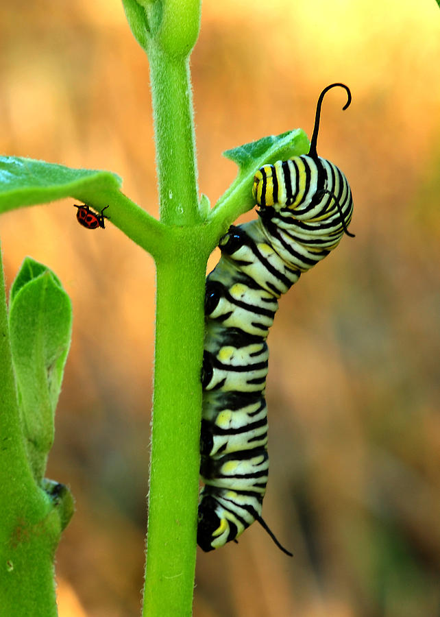 Caterpillar Photograph - Friends by Donna Caplinger
