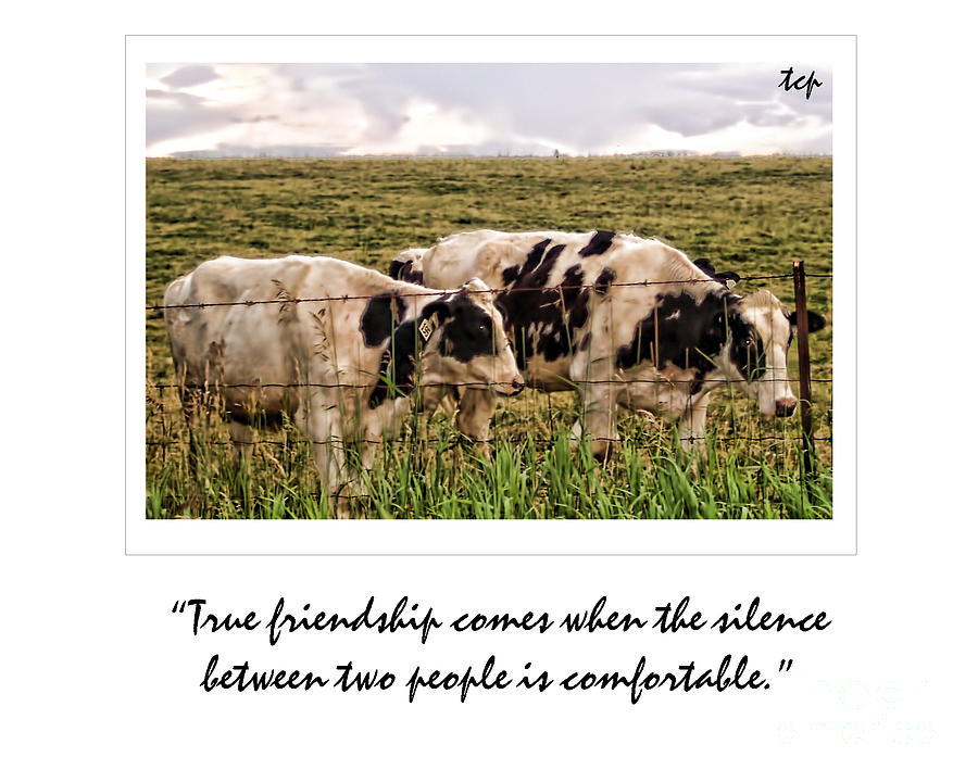 Friendship Photograph by Traci Cottingham