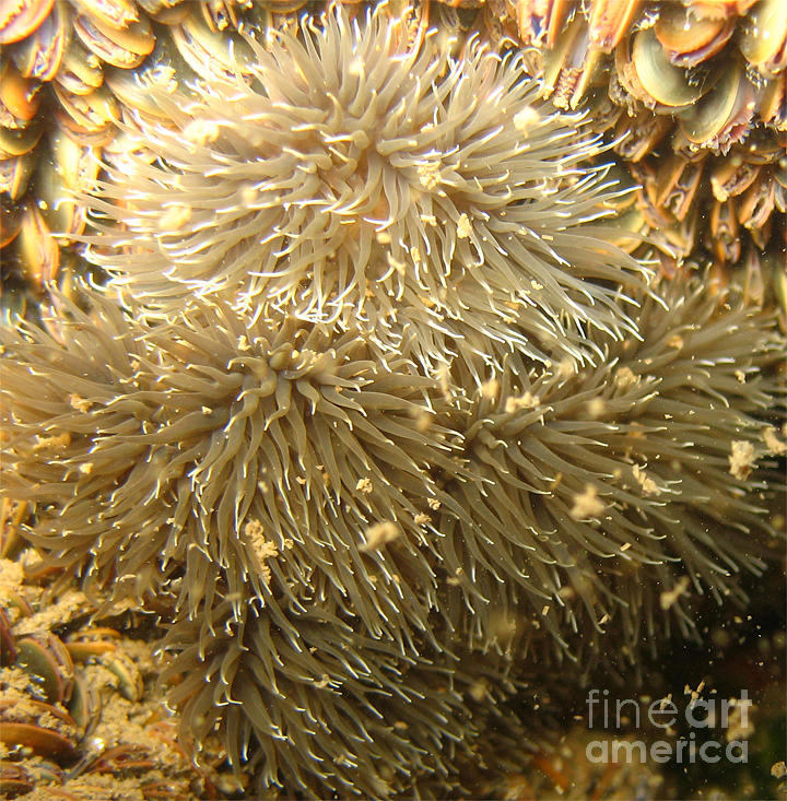 Frilled Sea Anemone Photograph by Paul Ward