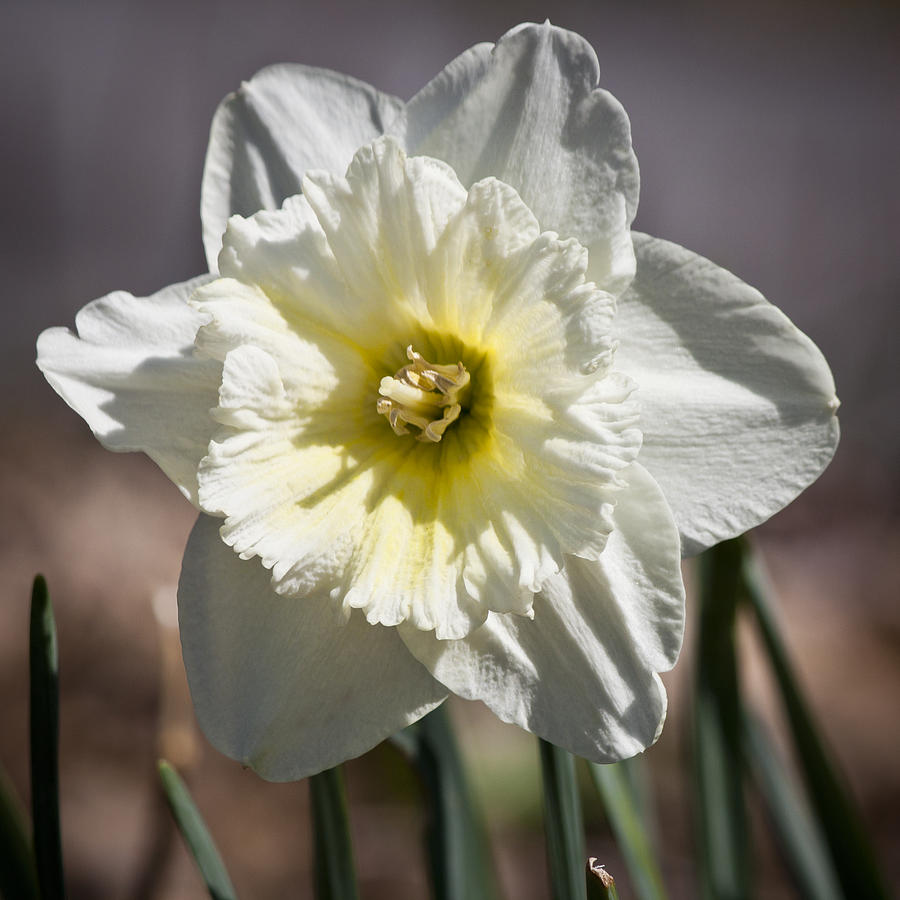 Frilly Daffodil Squared Photograph