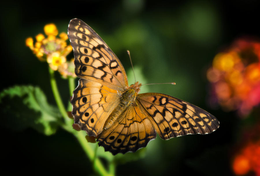 Butterfly Photograph - Fritillary Butterfly  by Saija Lehtonen