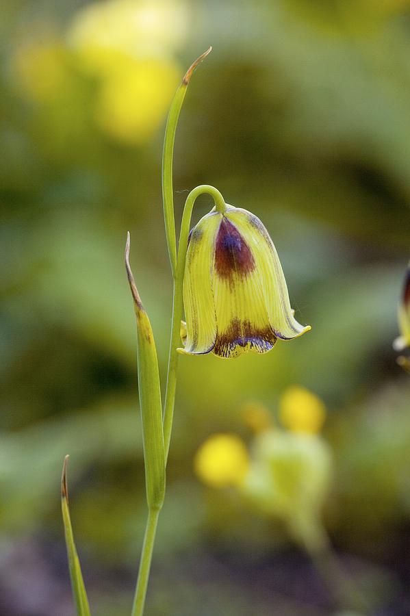 Fritillary (fritillaria Orientalis) Photograph by Bob Gibbons