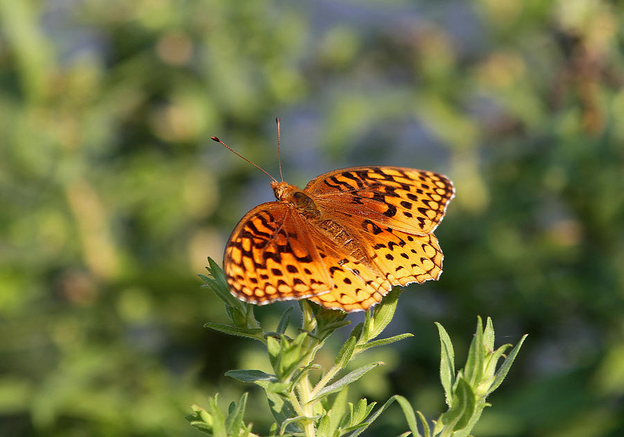 Fritillary Photograph by Juergen Roth