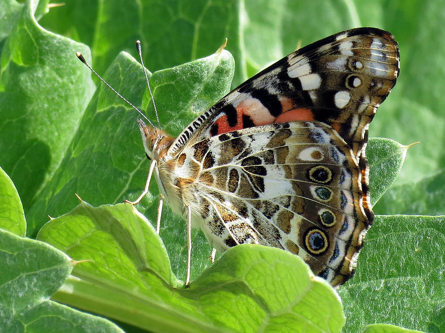 Butterfly Photograph - Frittary among the green by Darleen Stry