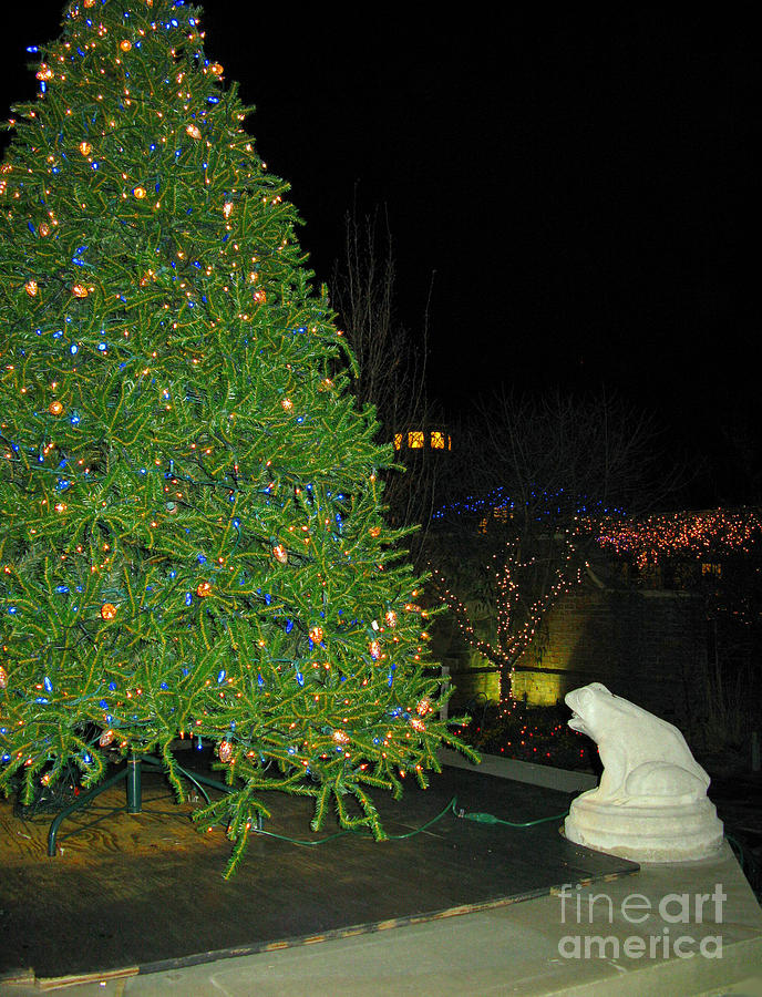 Frog Admiring Christmas Tree Photograph by Ausra Huntington nee Paulauskaite