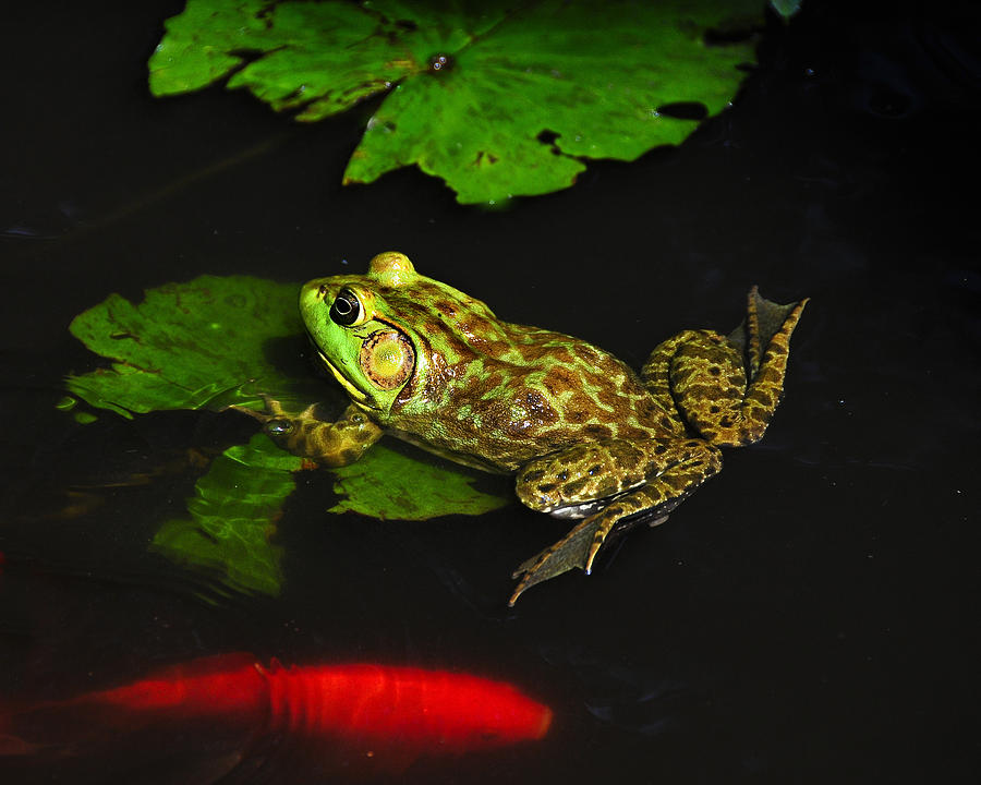 Frog and Fish Photograph by Roni Chastain