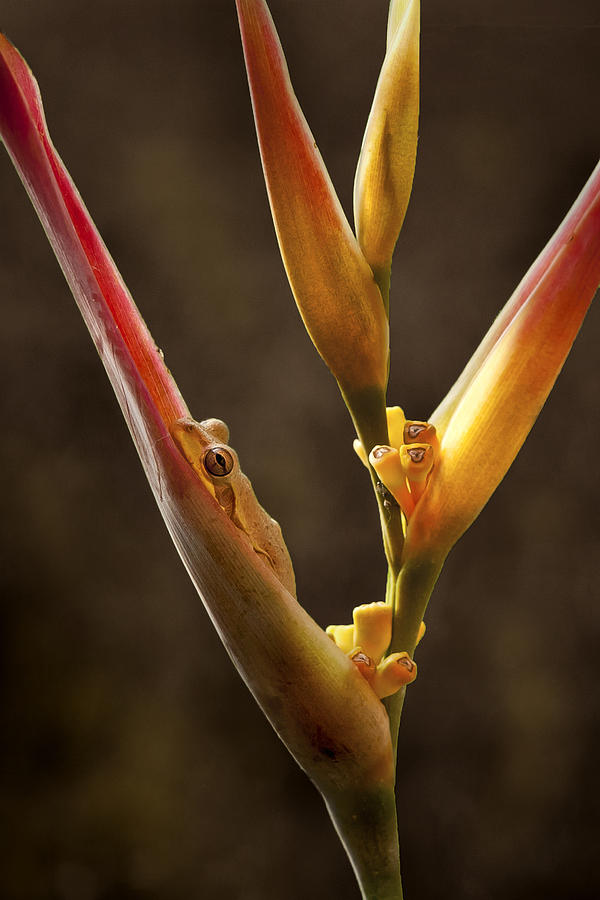 Frog and Heliconia Photograph by Steven Sparks
