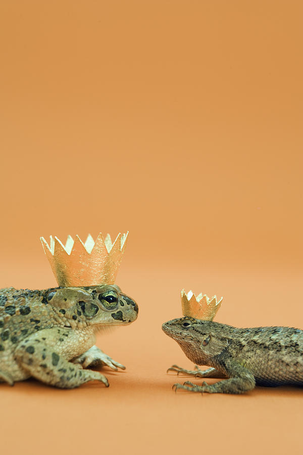 Frog And Lizard Wearing Crowns Photograph by Walter B. McKenzie