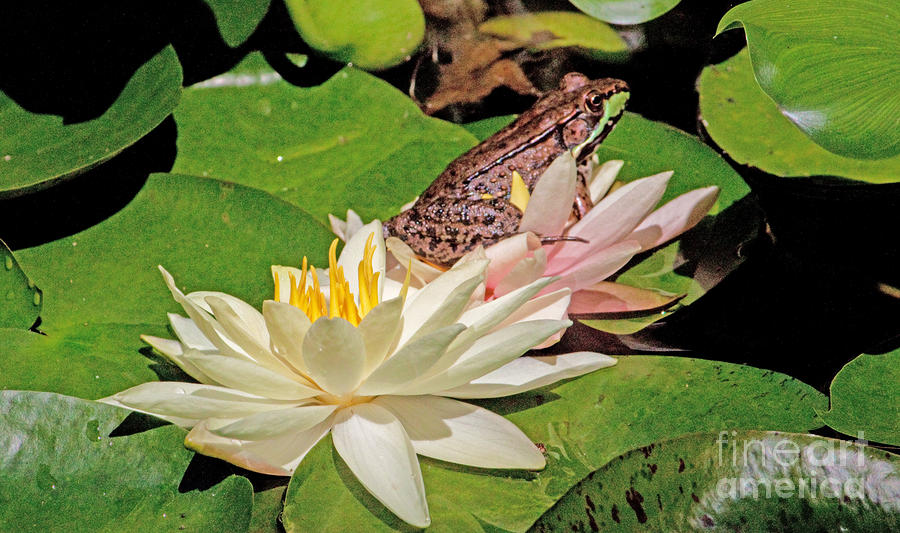 Nature Photograph - Frog and Waterlilies 1 by Robert Sander