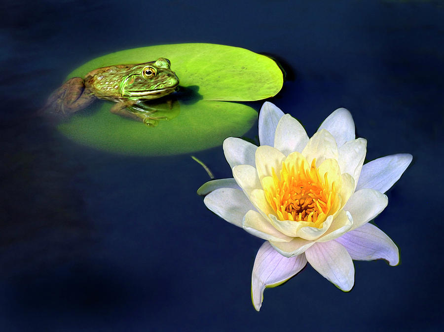 Nature Photograph - Frog and Waterlily by Dave Mills