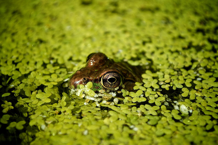 Frog Photograph by Prince Andre Faubert