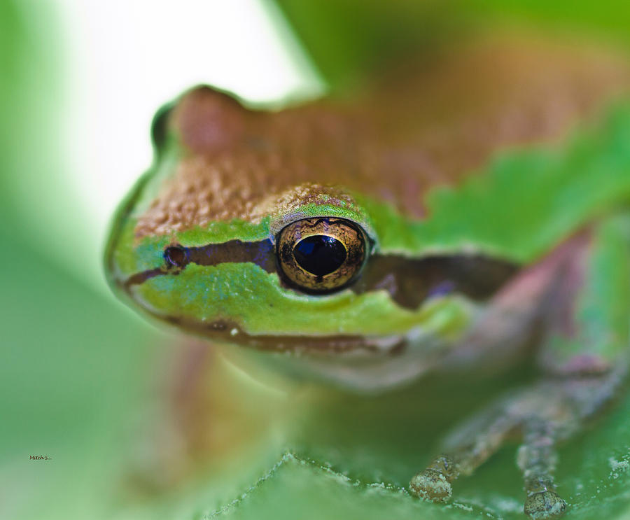 Nature Photograph - Frog Close up 1 by Mitch Shindelbower