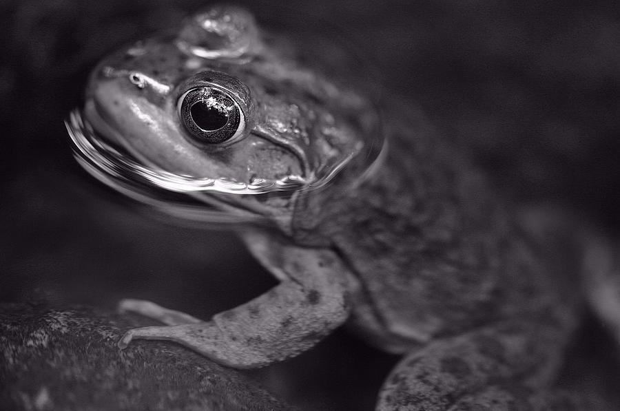 Wildlife Photograph - Frog by David Rucker