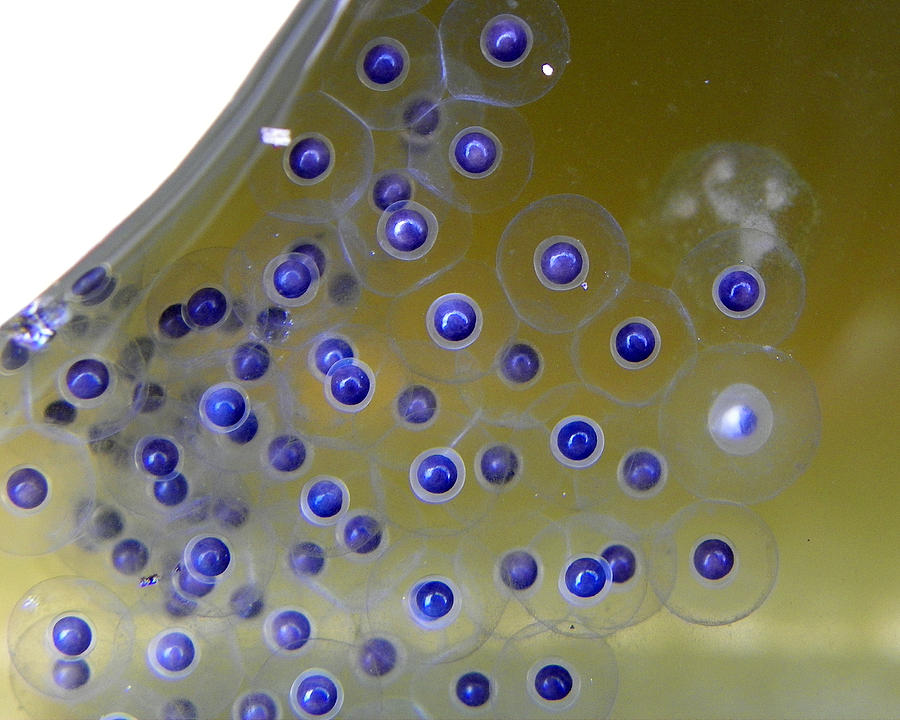 Frog eggs Photograph by Chad and Stacey Hall