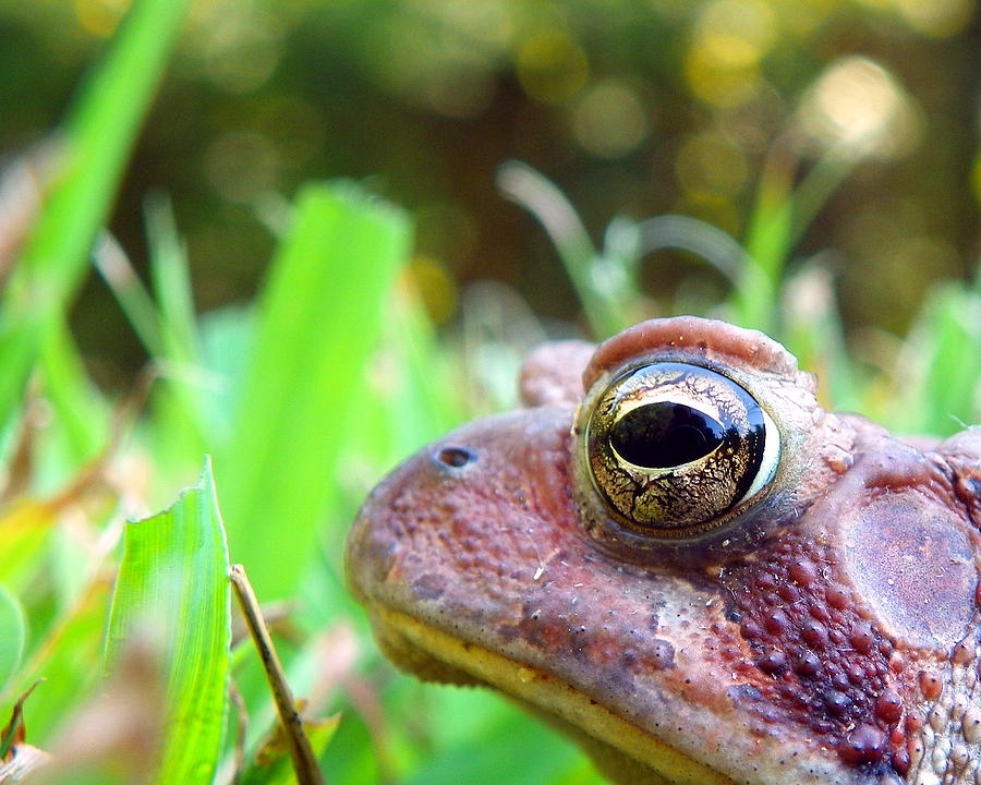 Frog Eye Photograph by Chad and Stacey Hall