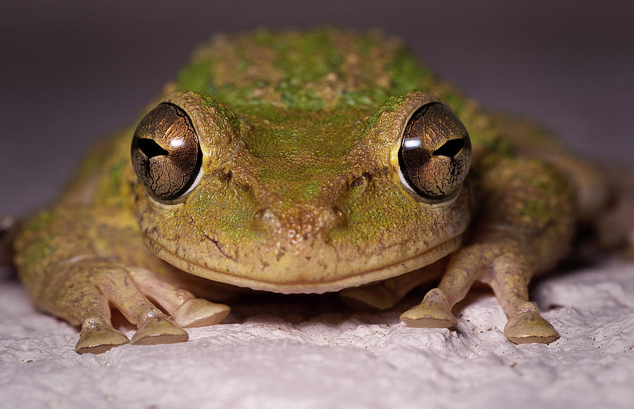 Frog Eyes Photograph by Nick  Shirghio